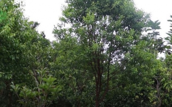 Trồng cây ‘vàng xanh’ đàn hương, lão nông trồng chỉ hái lá ai ngờ có cả gia tài