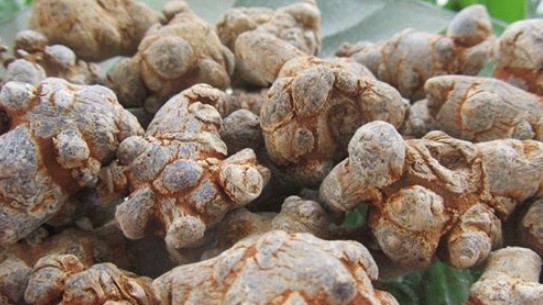 Loại củ xìu xì nhưng lại là thảo dược quý hiếm ngang hàng với nhân sâm