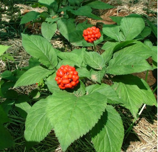 Cây tam thất bắc là cây thảo, sống nhiều năm