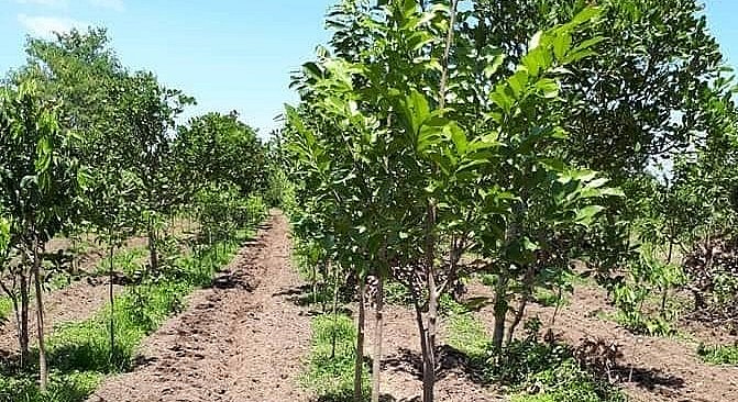 Vườn đàn hương 18 tháng của gia đình ông Trần Nên đã cho thu hoạch lá để sản xuất trà thảo dược. Vườn đàn hương 18 tháng của gia đình ông Trần Nên đã cho thu hoạch lá để sản xuất trà thảo dược.