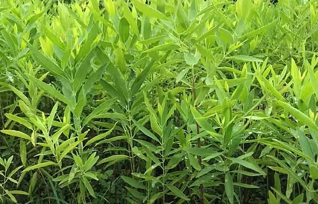 Cây đàn hương giống. Cây đàn hương giống.