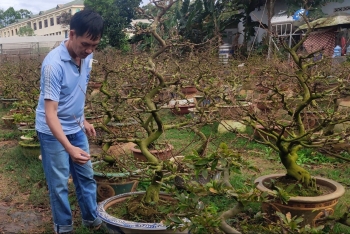 Kinh ngạc với bộ sưu tập 700 cây mai vàng khủng và bí quyết 