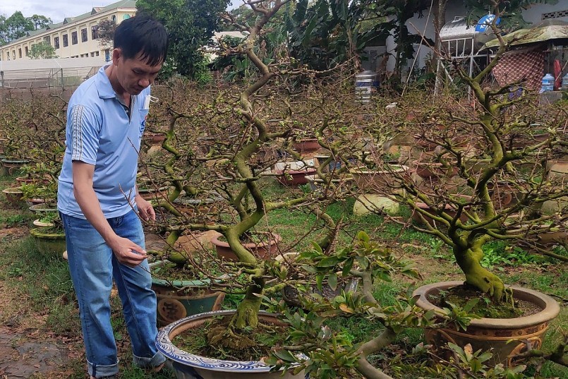 Tùy vào tuổi cây mai, giống mai, xuất xứ của cây mai, độ khỏe của mai để có biện pháp tác động khác nhau cho từng cây. 