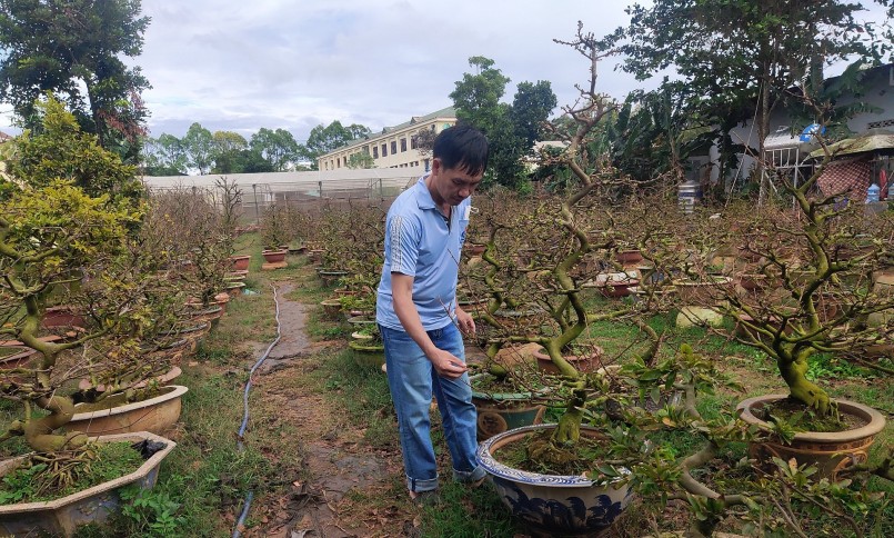 Anh Hồ Xuân Ấn là chủ vườn mai vàng Phong Ấn hiện đang chăm sóc hơn 700 chậu mai vàng. 