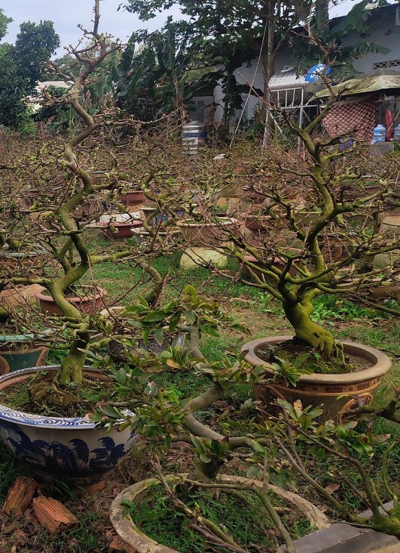 Tới thời điểm sát tết vài ngày đã có đến hơn 95% chậu mai vàng đồng loạt bung nụ.