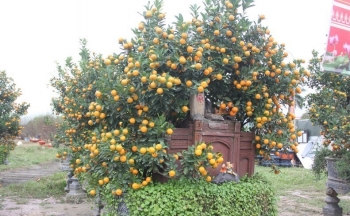 Siêu phẩm quất dáng thế độc lạ giá 100 triệu gây sốt thị trường tết ở Hà Tĩnh