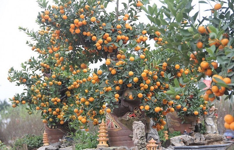 Gian hàng quất cảnh của anh Nguyễn Viết Long (xã Thạch Trung, thành phố Hà Tĩnh) thu hút nhiều khách đến tham quan với nhiều gốc quất độc, lạ. (Ảnh Phương Hồ).