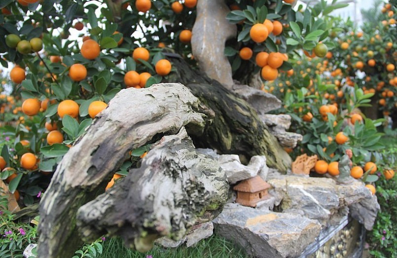 Trong số đó, 2 gốc quất độc lạ ôm gỗ lũa được chào bán với giá 80 triệu đồng. (Ảnh Phương Hồ).