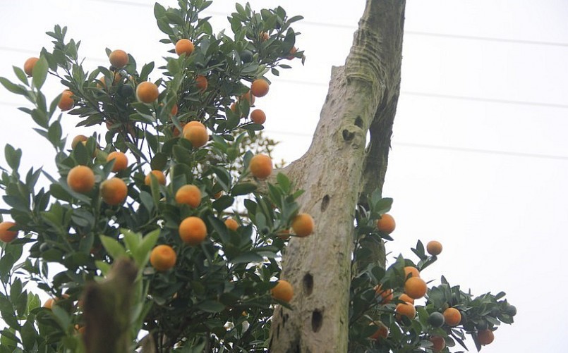 Đây là những gốc quất độc lạ được nghệ nhân phải mất nhiều năm để chăm sóc và tạo dáng. Gỗ lũa là phần gốc cây to sau khi chết nhưng vẫn rất cứng cáp, không bị mục nát và có đường vân đẹp mắt. (Ảnh Phương Hồ).