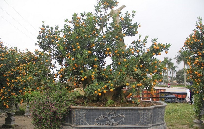 Sau khi được kết hợp với quất cảnh độc lạ không chỉ tăng tính thẩm mỹ mà còn phù hợp phong thủy được nhiều người ưa thích trong dịp Tết. (Ảnh Phương Hồ).