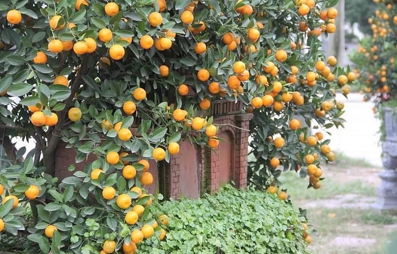 Nhiều gốc quất độc lạ giá hàng chục triệu đồng đã được mua từ khá sớm.