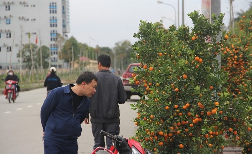 Cây quất có lá xanh tốt, sai quả, quả vàng đều thể hiện sự trù phú, hứa hẹn một năm mới được mùa, ăn nên làm ra, dồi dào sức sống. 