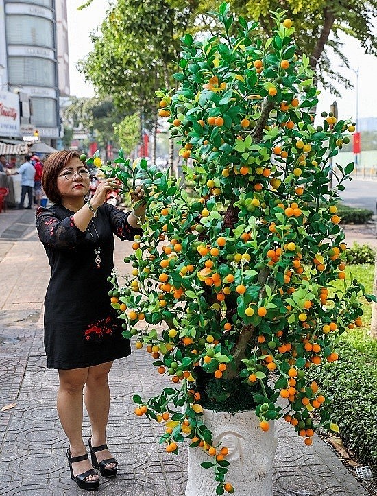 Cây quất kiểng cao 2,6 m; được làm từ hơn 50 kg đất sét, 30 kg sắt, giấy để làm khung. 