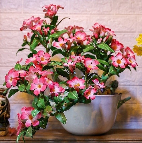 Những chậu bonsai nhỏ luôn được khách hàng ưa chuộng vào dịp tết và thường phải đặt hàng sớm.