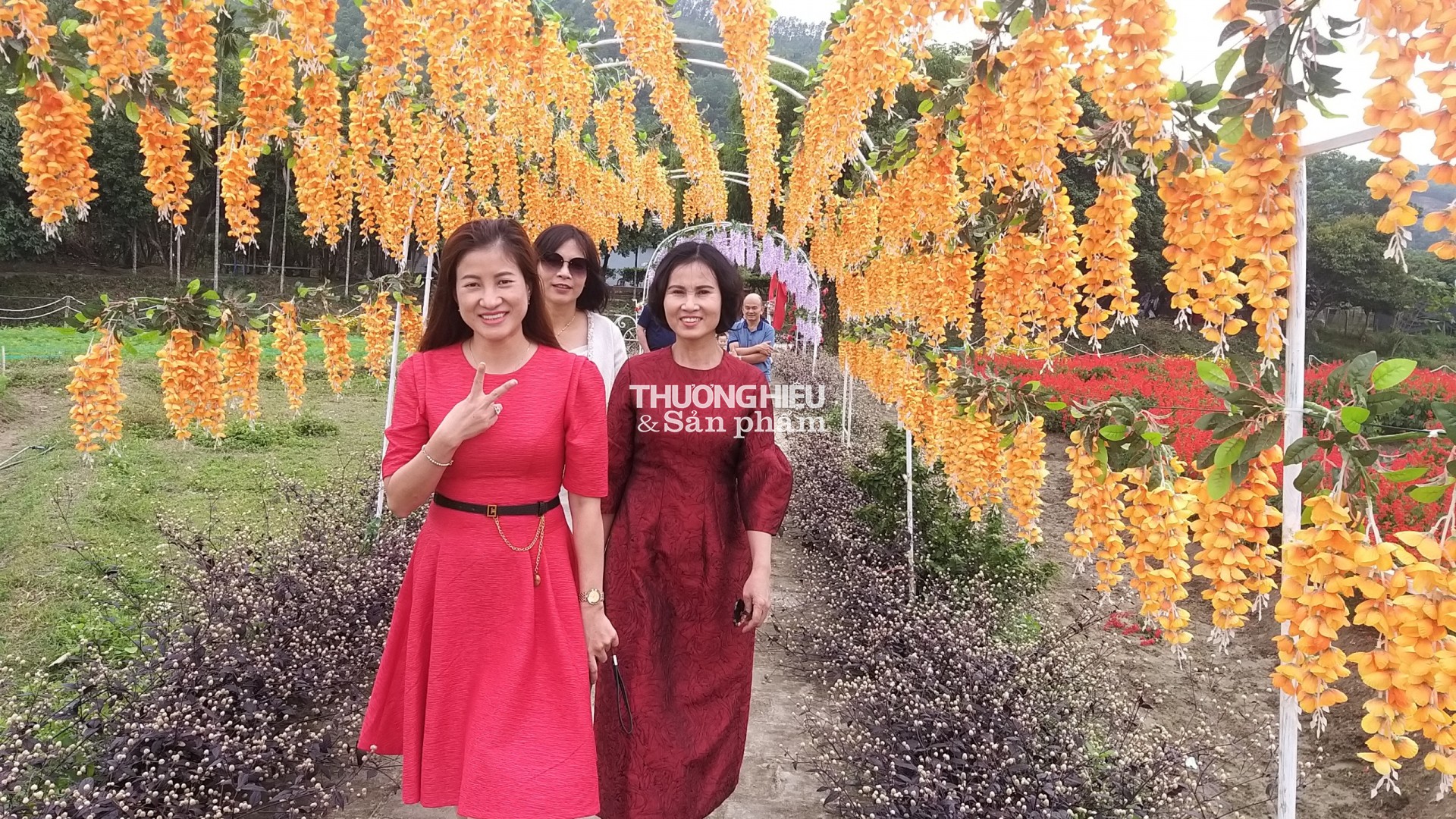 Thung Lũng Hoa Yên tử chuẩn bị chào tết Qúy Mão 2023