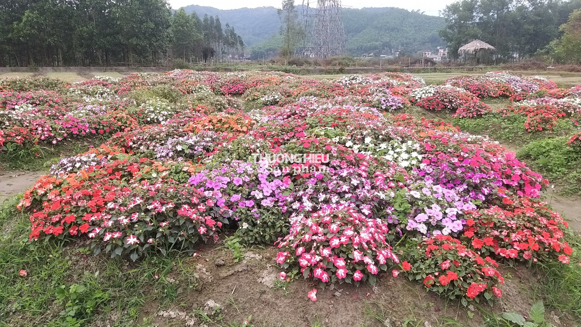 Thung Lũng Hoa Yên tử chuẩn bị chào tết Qúy Mão 2023