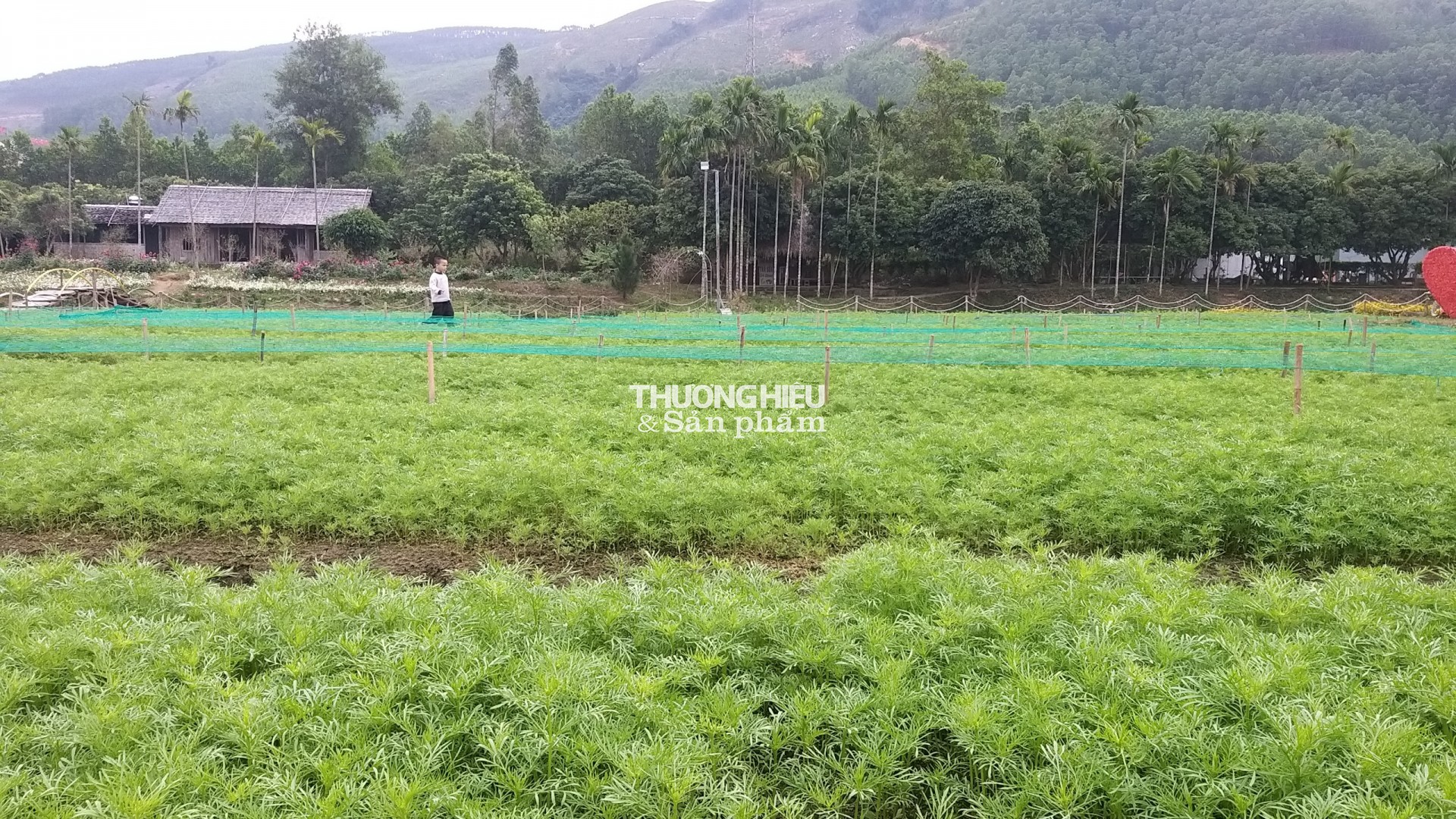 Thung Lũng Hoa Yên tử chuẩn bị chào tết Qúy Mão 2023