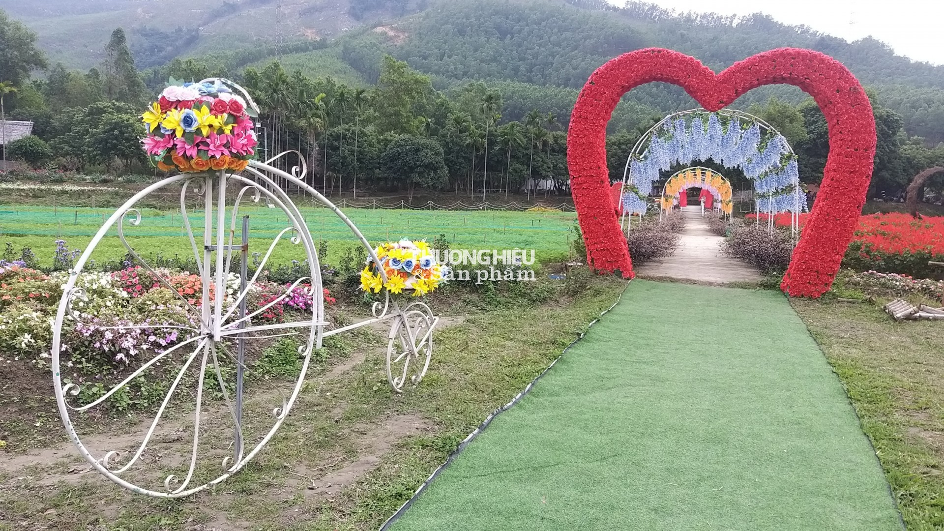 Thung Lũng Hoa Yên tử chuẩn bị chào tết Qúy Mão 2023