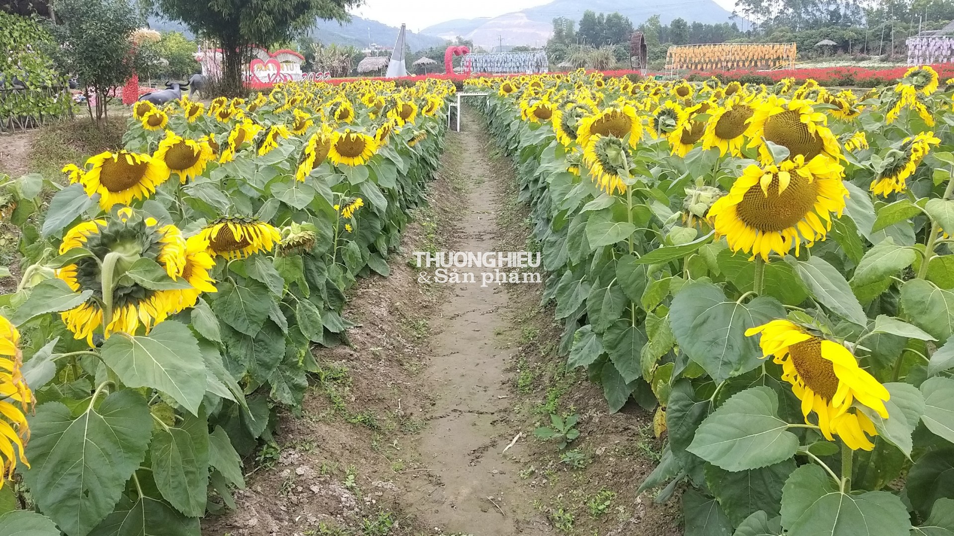 Thung Lũng Hoa Yên tử chuẩn bị chào tết Qúy Mão 2023