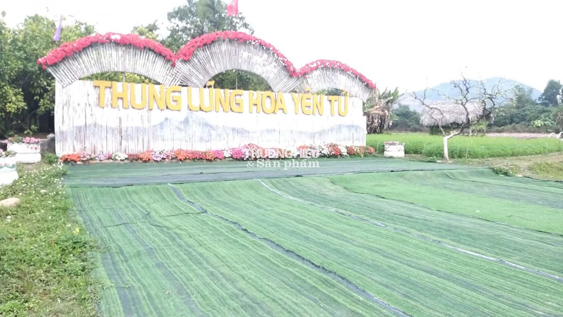 Thung Lũng Hoa Yên tử chuẩn bị chào tết Qúy Mão 2023