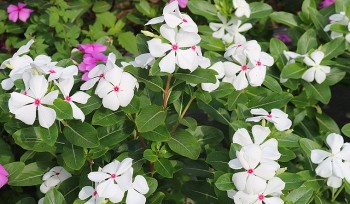 Mua ngay những cây này về trưng Tết, vừa tốt về mặt phong thuỷ lại tận dụng làm thuốc chữa bệnh