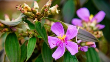 "Tím lịm tìm sim" - loại cây dại có nhiều công dụng hay ho với sức khỏe