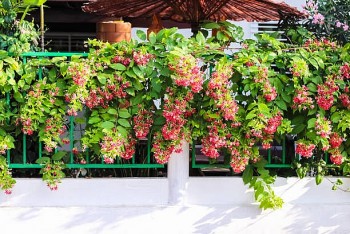 Cây hoa giun trồng trước sân có trị được giun không mà được đặt tên như vậy?