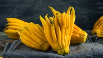 Phật thủ - vừa là cây cảnh đẹp vừa là cây thuốc quý