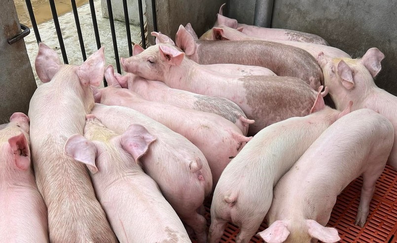 Giá heo hơi hôm nay (18/1) bất ngờ khựng lại, không còn duy trì đà tăng trong hai ngày trước. Giá heo hơi hôm nay (18/1) bất ngờ khựng lại, không còn duy trì đà tăng trong hai ngày trước.