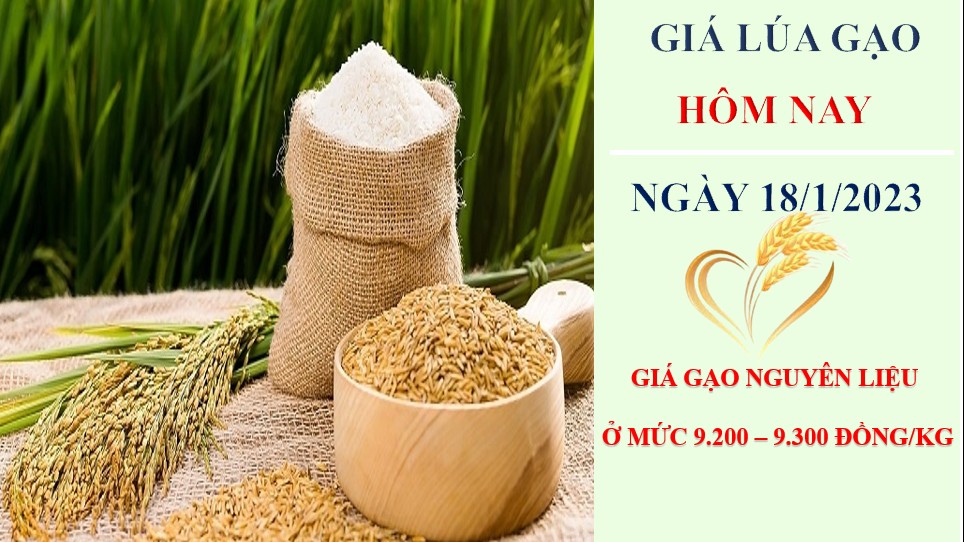 Giá lúa gạo hôm nay 18/1/2023: Thị trường gạo nội địa trầm lắng, nhiều kho nghỉ tết sớm
