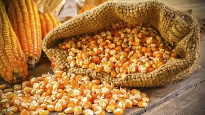 Việt Nam nhập khẩu trên 9,57 triệu tấn ngô trong năm 2022