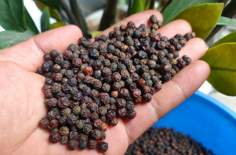 Giá nông sản hôm nay vẫn chịu tác động của nhiều yếu tố khiến giá tiêu giảm sâu.