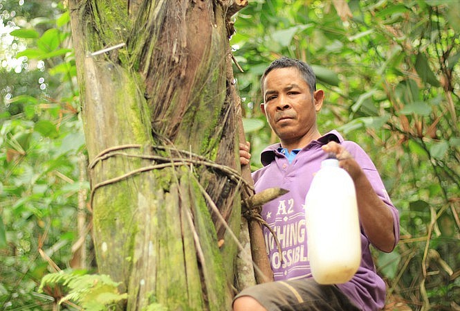 cây đoác mọc trên rừng phải từ 5-7 năm tuổi mới bắt đầu khai thác rượu.