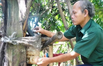 Kỳ lạ, rượu chảy ra từ thân cây, uống trực tiếp không cần chế biến khiến vạn người mê