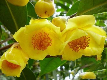 Loài hoa vô danh đem sấy khô giá 10 triệu đồng/kg vẫn hút khách dịp Tết