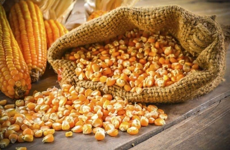 Việt Nam nhập khẩu trên 9,57 triệu tấn ngô trong năm 2022