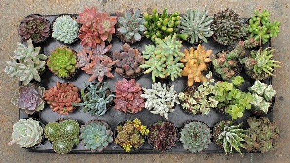 Đặt cây cảnh này trên bàn làm việc, gia chủ làm ăn phát đạt, gia đình ấm no