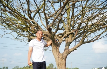 Lý do bất ngờ khiến siêu phẩm mai vàng 3 tỷ lỡ hội chợ hoa xuân