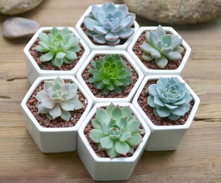 Tuổi Mão tam hợp với tuổi gì? Màu gì? Sinh năm bao nhiêu?