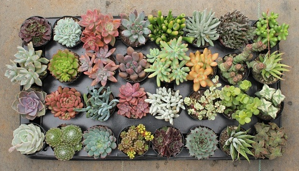 Tuổi Mão tam hợp với tuổi gì? Màu gì? Sinh năm bao nhiêu?