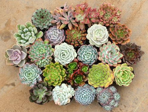 Tuổi Mão tam hợp với tuổi gì? Màu gì? Sinh năm bao nhiêu?