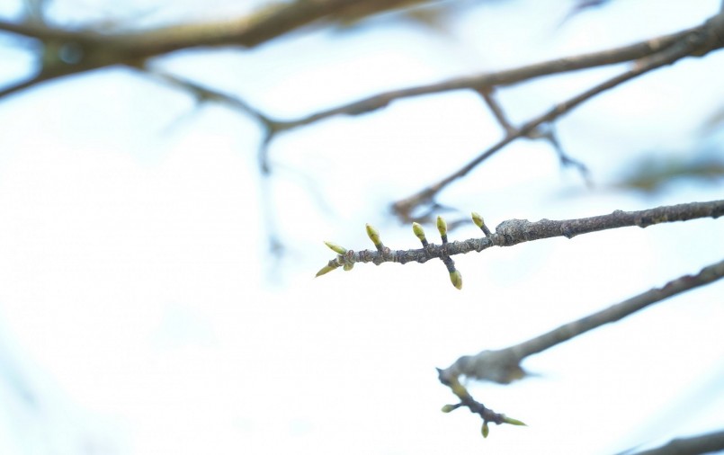 Những nụ hoa của siêu phẩm mai vàng tiền tỷ đang chờ bung nở đúng dịp Tết. (Ảnh Nam Long)