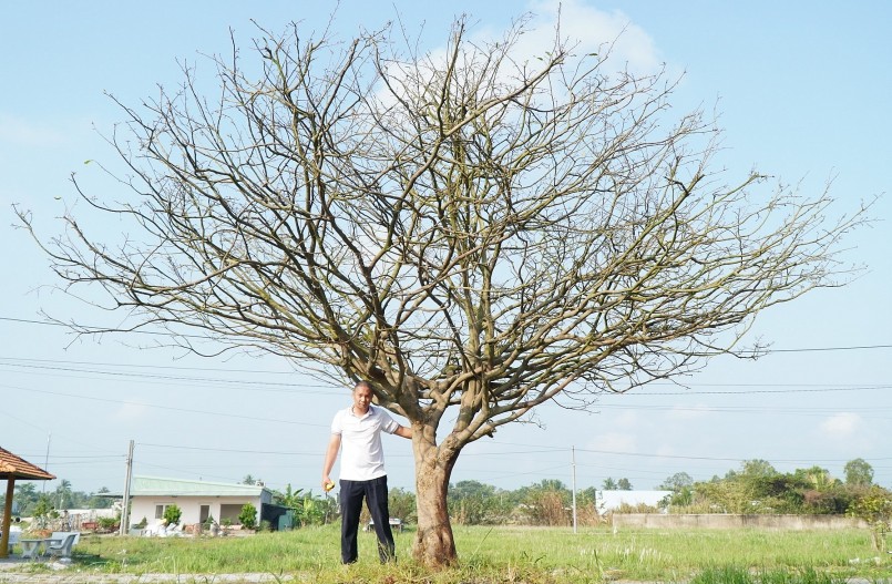 Anh Lý bên cây mai vàng siêu khủng của mình.(Ảnh Nam Long)