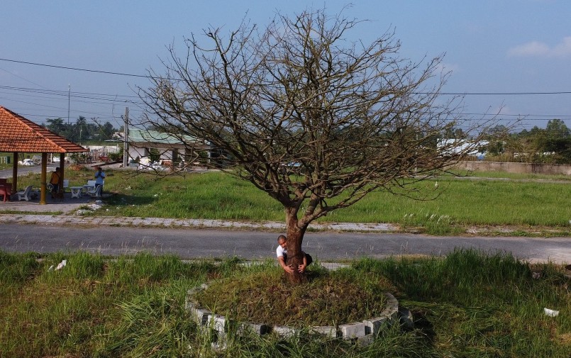 Cây mai khủng được chủ nhân định giá 2,8 tỉ đồng có thể tạo bóng mát cho khoảng đất 64 m2. (Ảnh Nam Long)