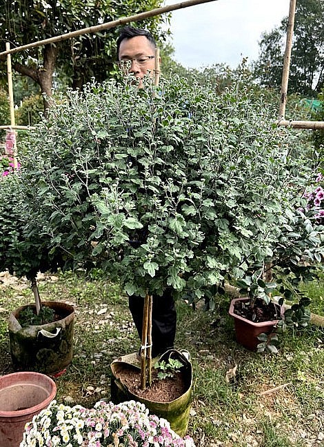 Hoa cúc cổ Sơn La được khách chuộng mua vì hoa màu đỏ bắt mắt, độ bền cao. Hoa cúc cổ Sơn La được khách chuộng mua vì hoa màu đỏ bắt mắt, độ bền cao.