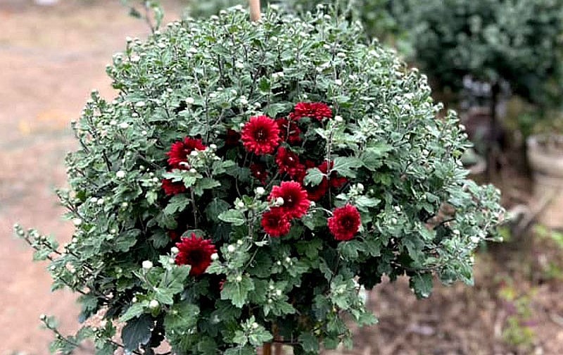 . Hoa cúc cổ Sơn La năm nay khá đa dạng và có giá thấp hơn so với dịp tết năm trước. . Hoa cúc cổ Sơn La năm nay khá đa dạng và có giá thấp hơn so với dịp tết năm trước.