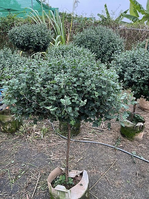 Giá cúc cổ Sơn La dịp Tết Nguyên đán năm nay giảm khá nhiều so với vụ Tết năm ngoái. Giá cúc cổ Sơn La dịp Tết Nguyên đán năm nay giảm khá nhiều so với vụ Tết năm ngoái.