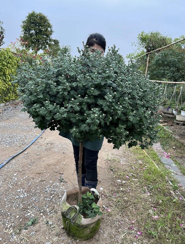 Cây cúc cổ Sơn La dáng tree (1 thân thẳng đứng, tán xòe ra như hình chiếc ô) có đường kính tán khoảng 1,2m, chi chít nụ nhưng hoa mới chỉ nở điểm vài bông. Cây cúc cổ Sơn La dáng tree (1 thân thẳng đứng, tán xòe ra như hình chiếc ô) có đường kính tán khoảng 1,2m, chi chít nụ nhưng hoa mới chỉ nở điểm vài bông.