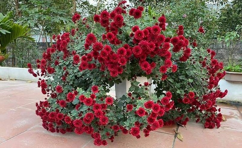 Hoa cúc cổ Sơn La đang tạo sức hút trên thị trường hoa tết năm nay. Hoa cúc cổ Sơn La đang tạo sức hút trên thị trường hoa tết năm nay.