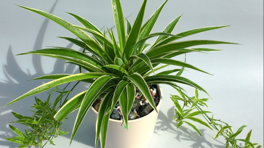 Những loại cây cảnh may mắn để ở phòng khách dịp Tết, lộc vào nhà ào ào